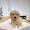 黃金獵犬-樂芙幼犬寵物犬舍