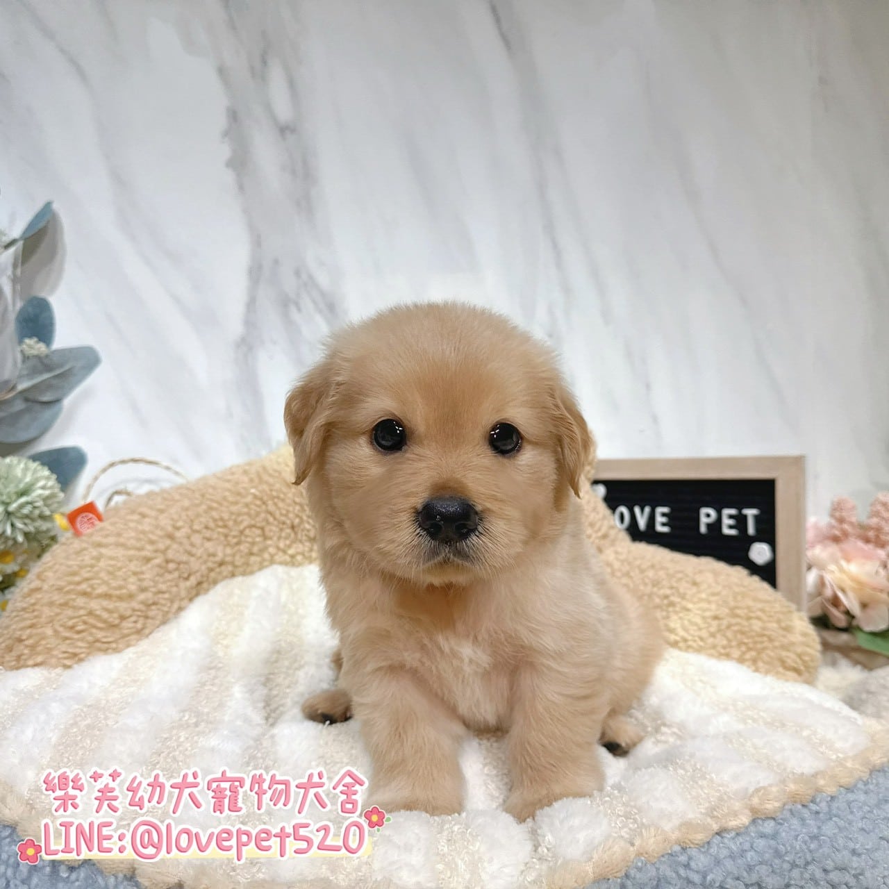 黃金獵犬-樂芙幼犬寵物犬舍