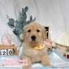 黃金獵犬-樂芙幼犬寵物犬舍