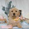 黃金獵犬-樂芙幼犬寵物犬舍