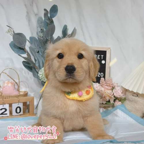 樂芙幼犬寵物犬舍-黃金獵犬幼犬,黃金獵犬價格,黃金獵犬犬舍,黃金獵犬買賣,黃金獵犬推薦