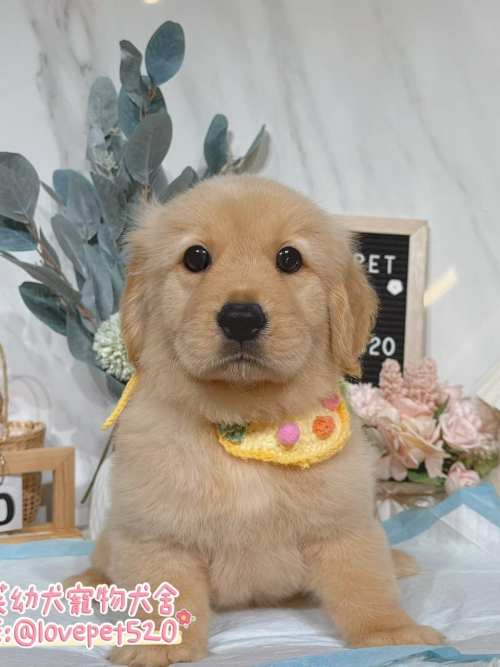 黃金獵犬-樂芙幼犬寵物犬舍
