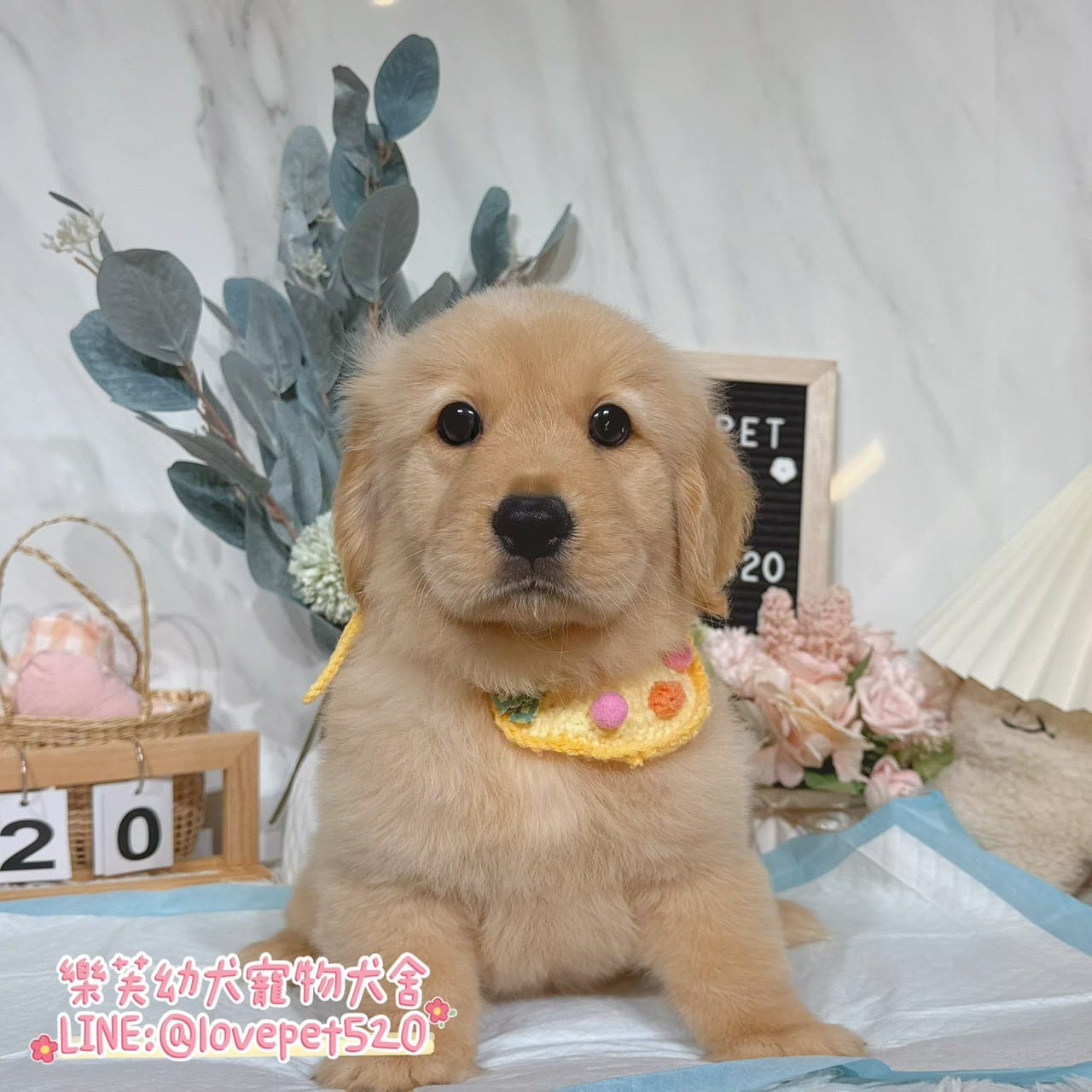 黃金獵犬-樂芙幼犬寵物犬舍