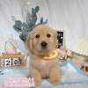 黃金獵犬-樂芙幼犬寵物犬舍