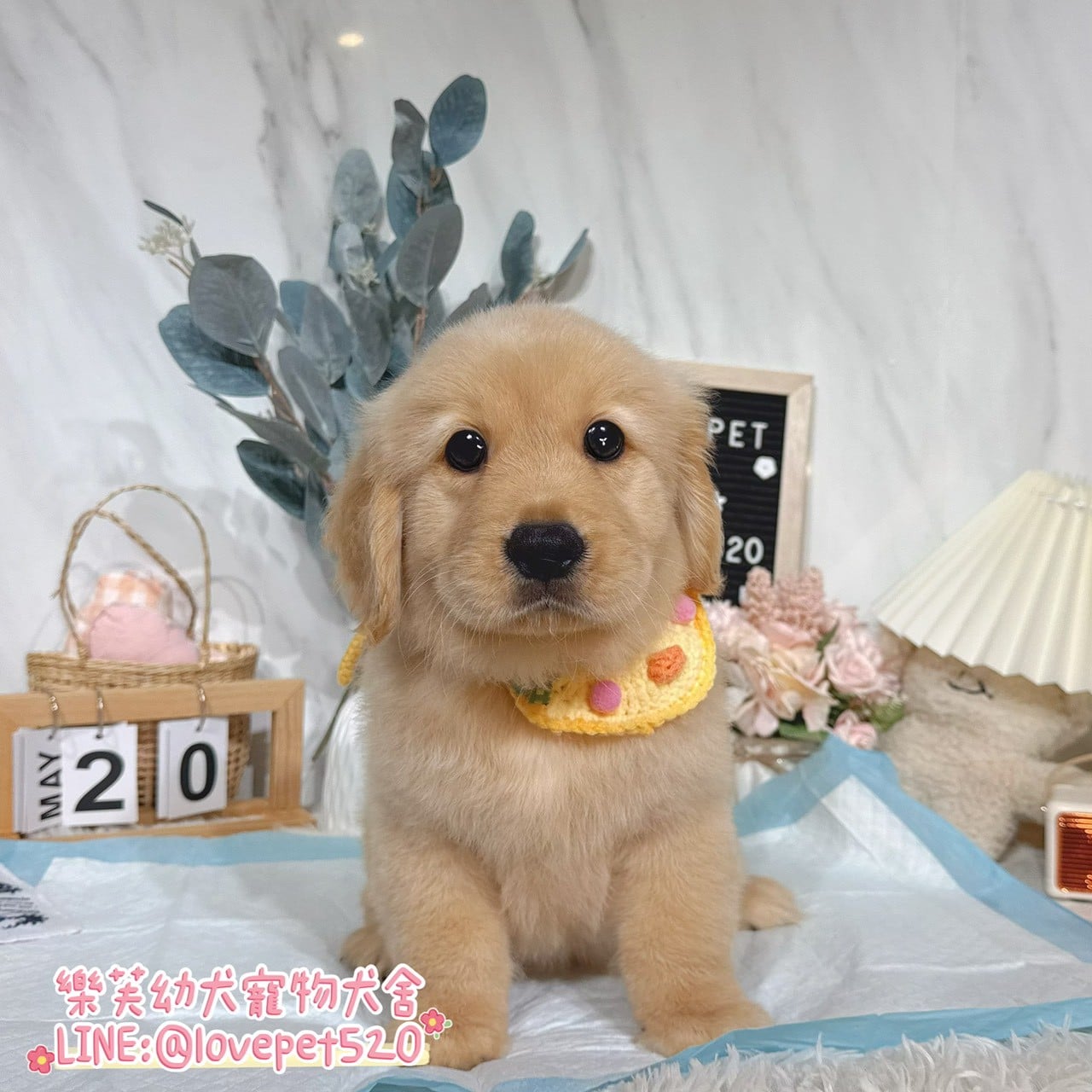 黃金獵犬-樂芙幼犬寵物犬舍