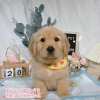 黃金獵犬-樂芙幼犬寵物犬舍
