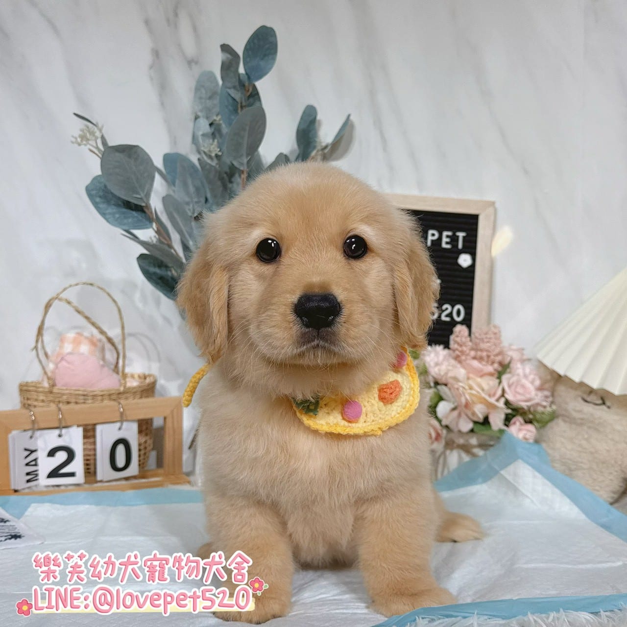 黃金獵犬-樂芙幼犬寵物犬舍