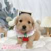 黃金獵犬-樂芙幼犬寵物犬舍