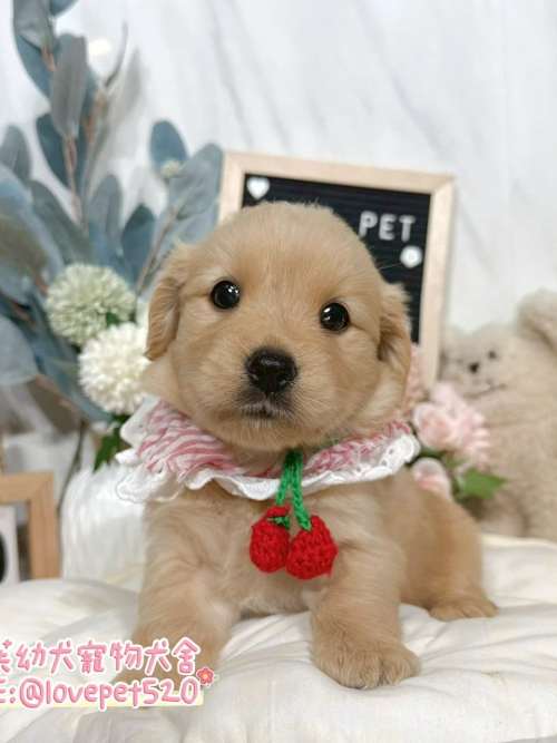黃金獵犬-樂芙幼犬寵物犬舍