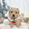 黃金獵犬-樂芙幼犬寵物犬舍