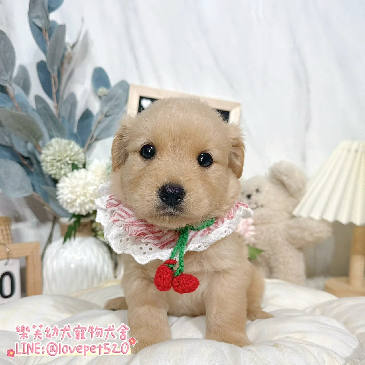 黃金獵犬-樂芙幼犬寵物犬舍