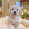 黃金獵犬-樂芙幼犬寵物犬舍