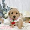 黃金獵犬-樂芙幼犬寵物犬舍
