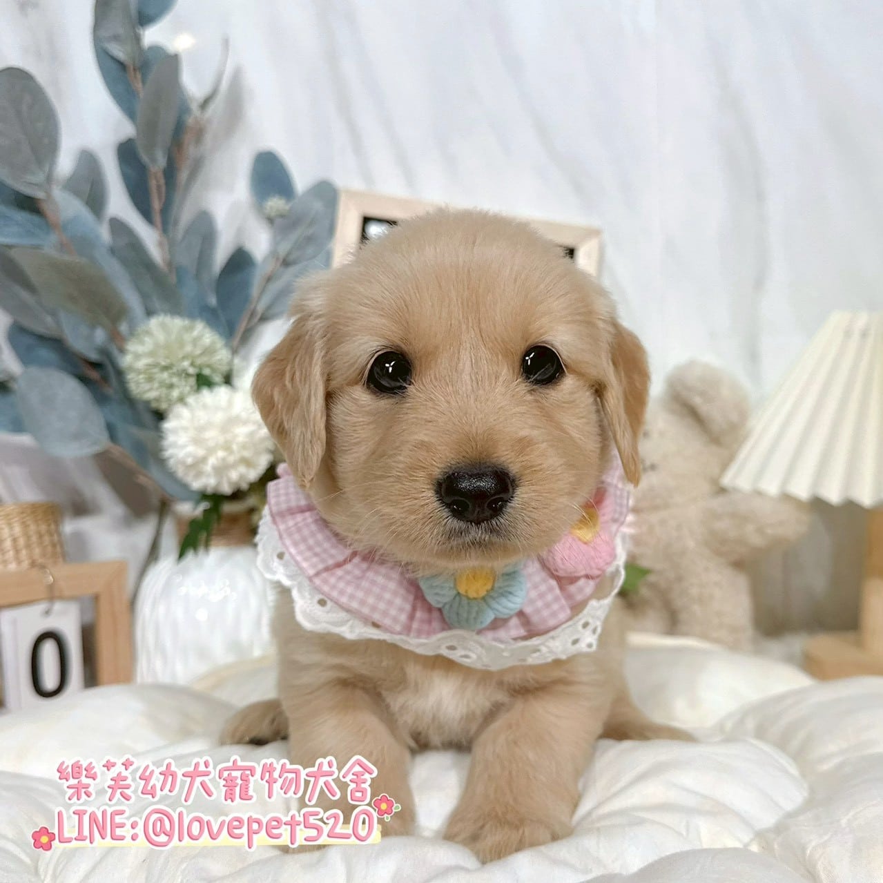 黃金獵犬-樂芙幼犬寵物犬舍