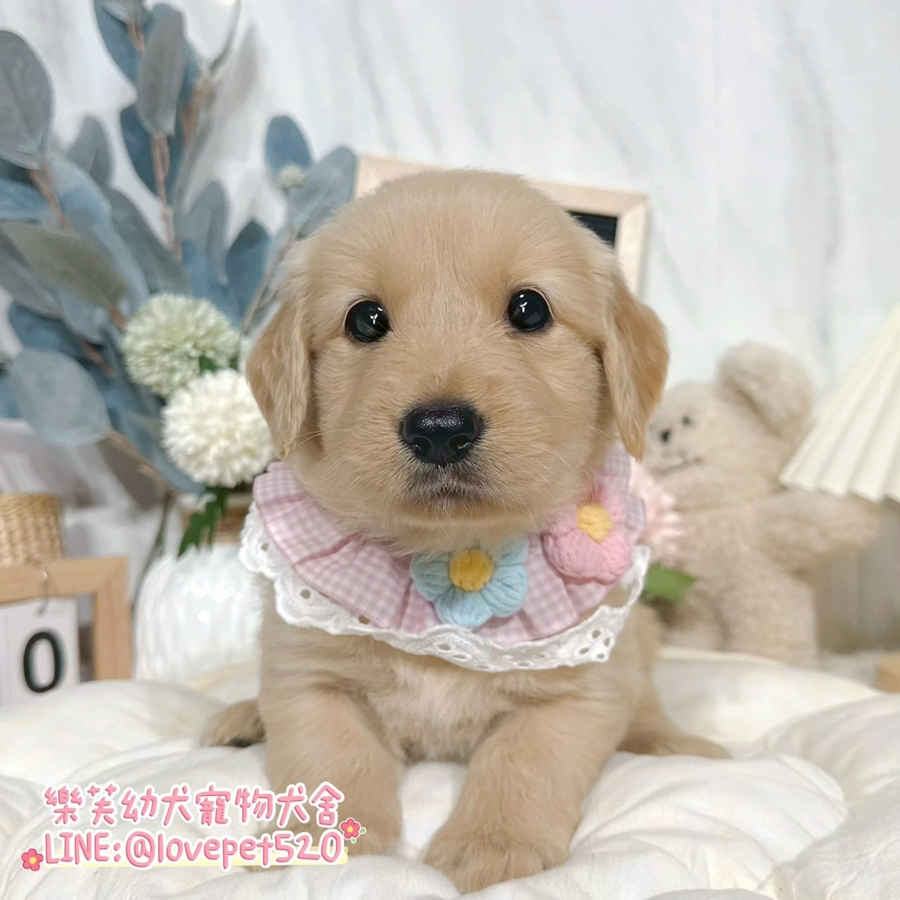 黃金獵犬-樂芙幼犬寵物犬舍