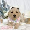 黃金獵犬-樂芙幼犬寵物犬舍