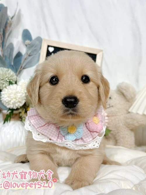 黃金獵犬-樂芙幼犬寵物犬舍