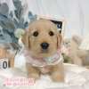 黃金獵犬-樂芙幼犬寵物犬舍