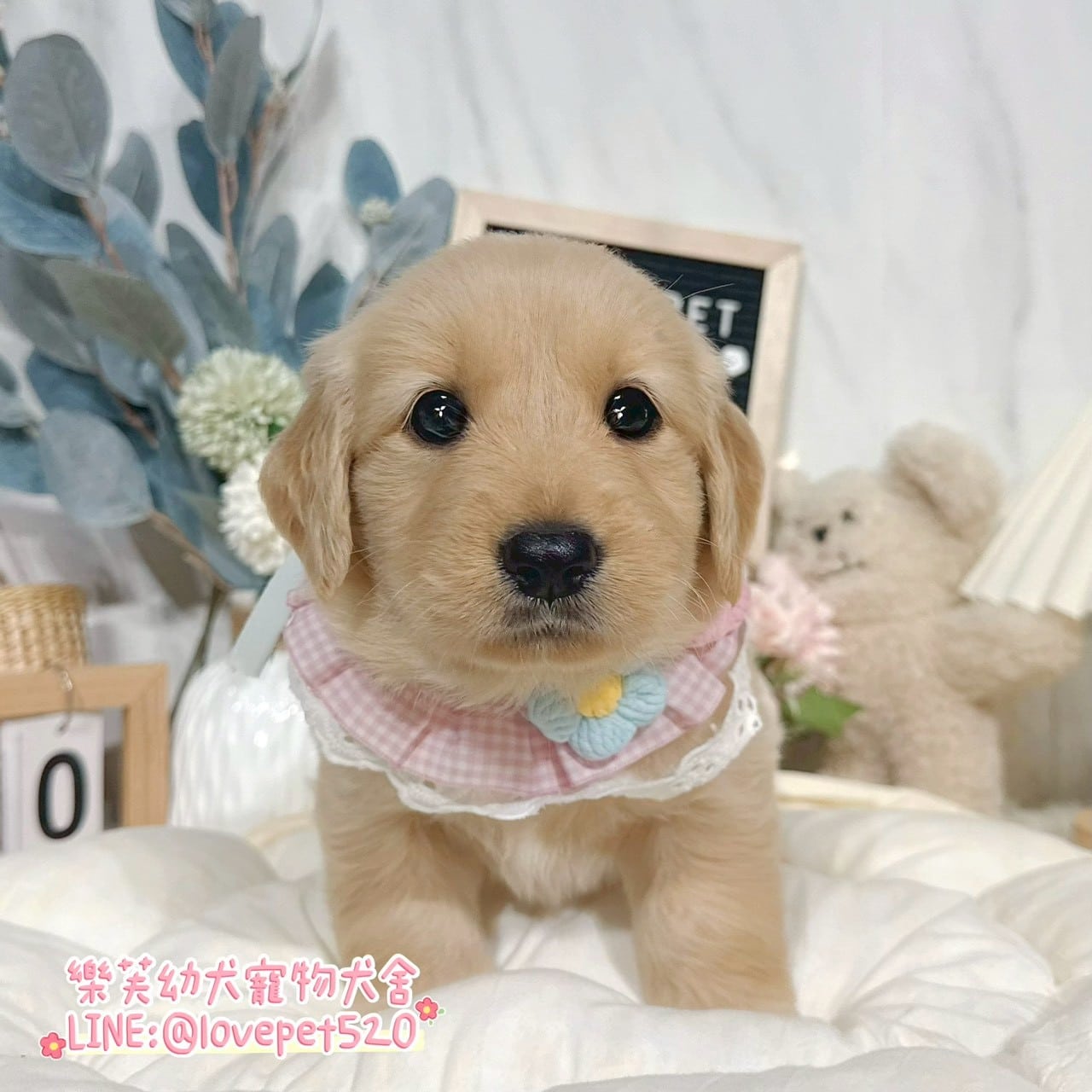 黃金獵犬-樂芙幼犬寵物犬舍