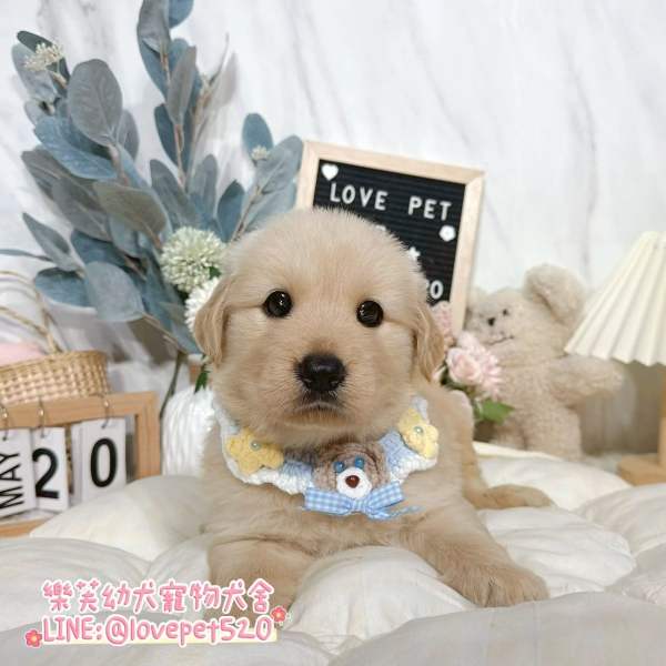 樂芙幼犬寵物犬舍-黃金獵犬幼犬,黃金獵犬價格,黃金獵犬犬舍,黃金獵犬買賣,黃金獵犬推薦