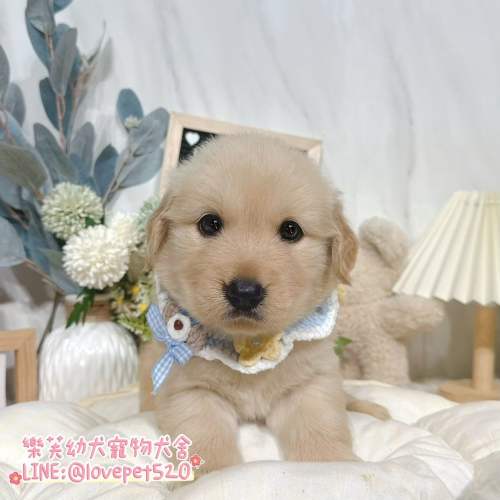 樂芙幼犬寵物犬舍-黃金獵犬幼犬,黃金獵犬價格,黃金獵犬犬舍,黃金獵犬買賣,黃金獵犬推薦