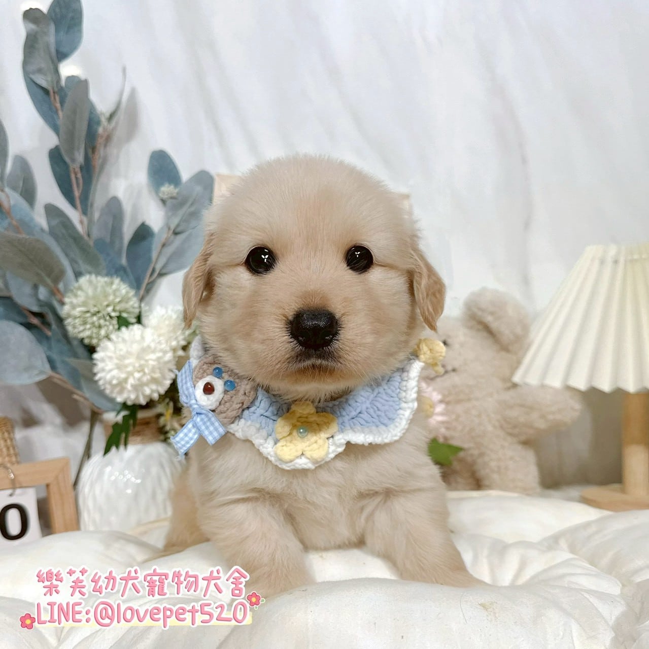 黃金獵犬-樂芙幼犬寵物犬舍
