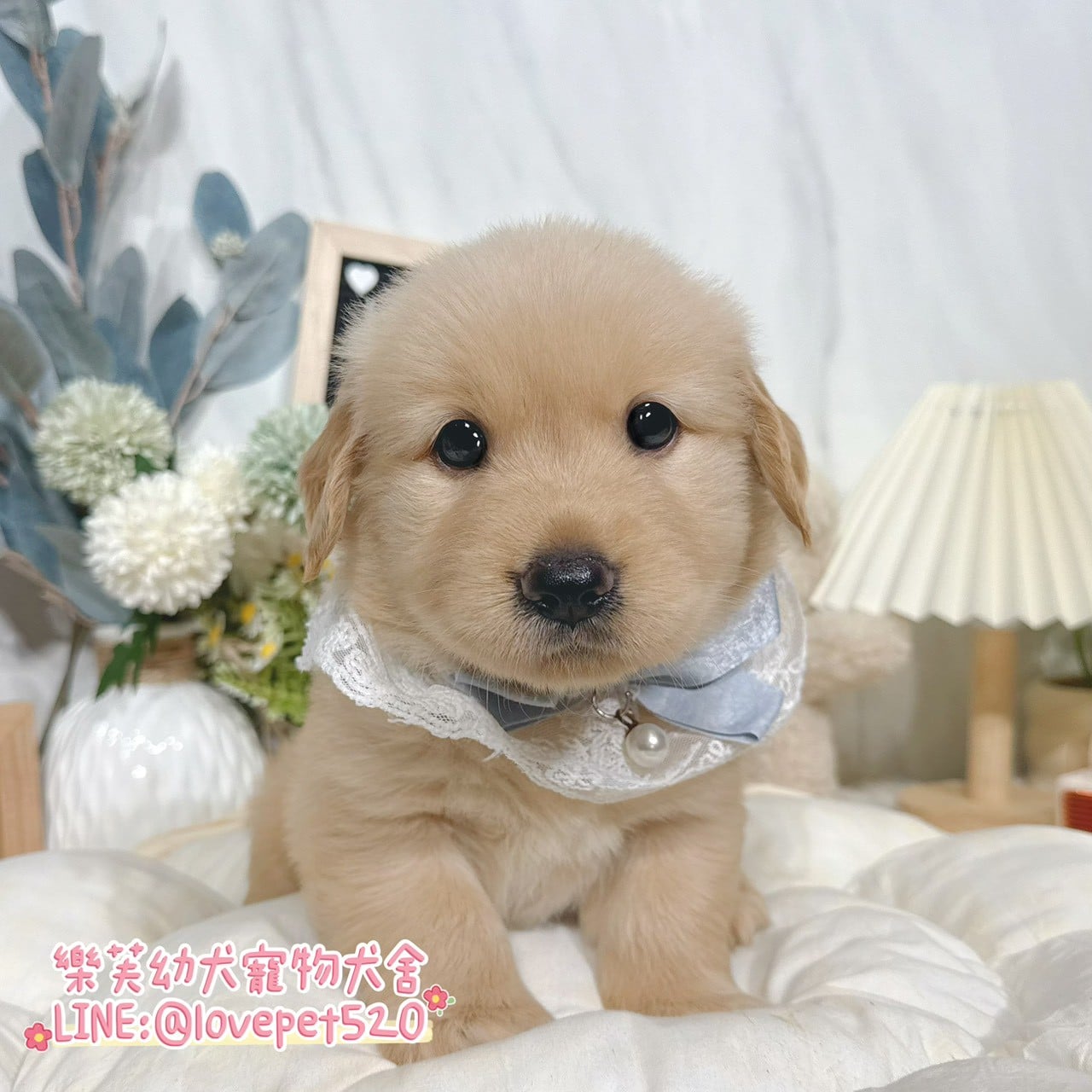黃金獵犬-樂芙幼犬寵物犬舍