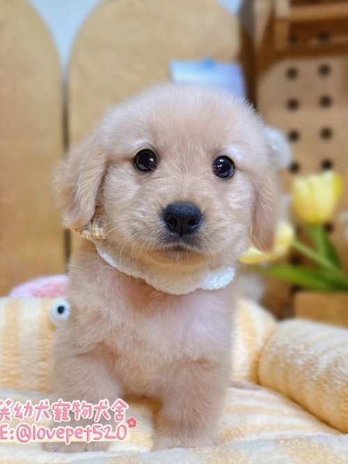 黃金獵犬-樂芙幼犬寵物犬舍
