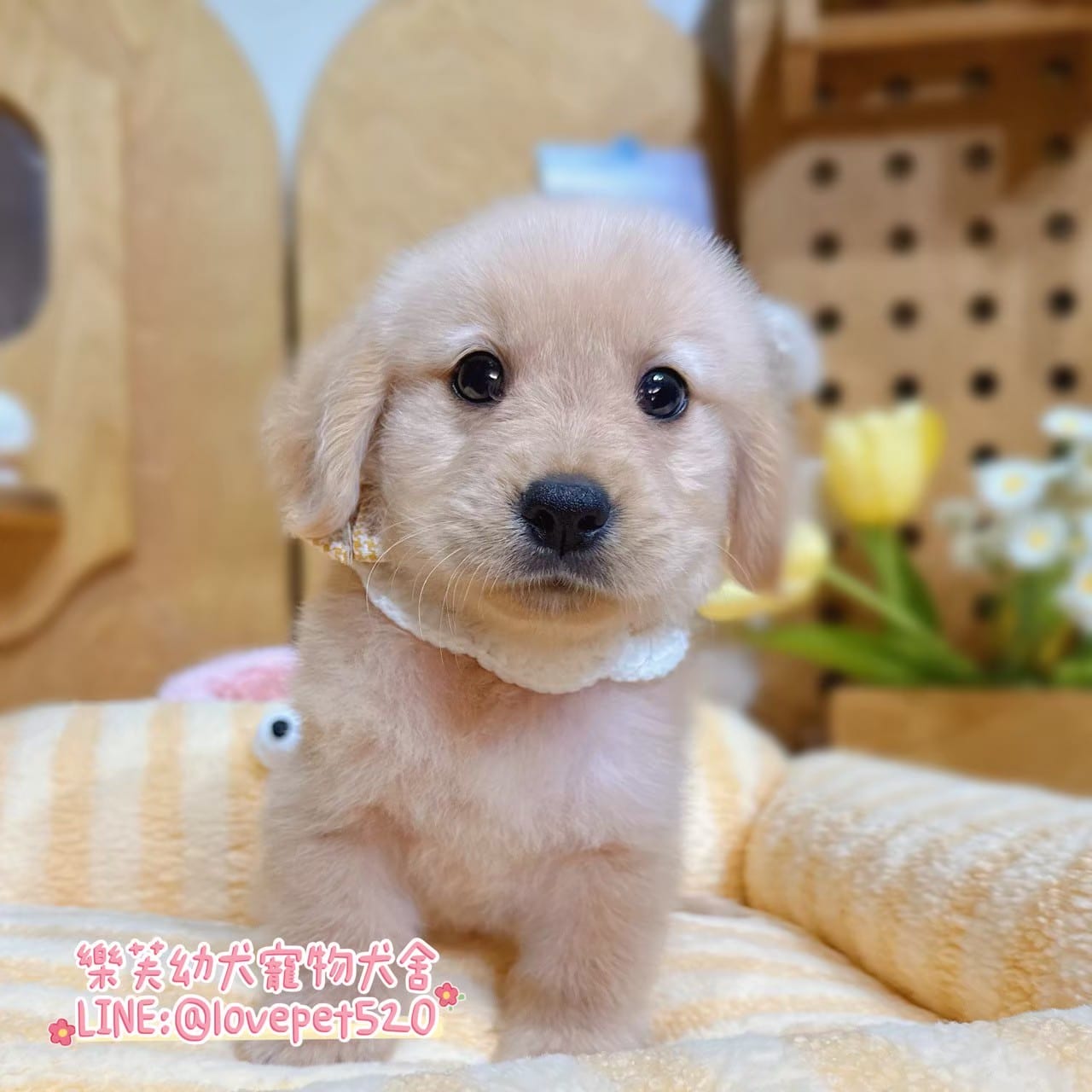 黃金獵犬-樂芙幼犬寵物犬舍