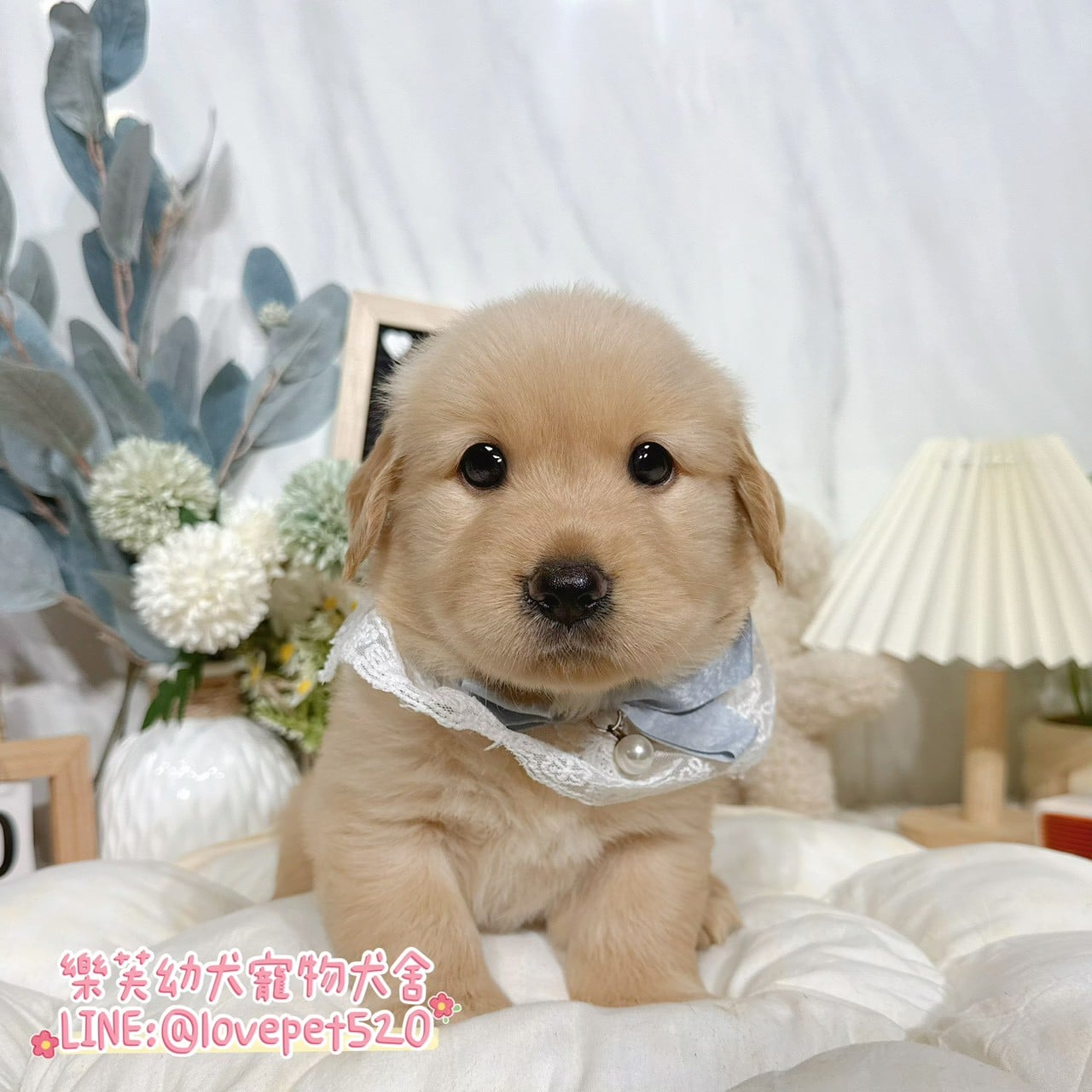 黃金獵犬-樂芙幼犬寵物犬舍