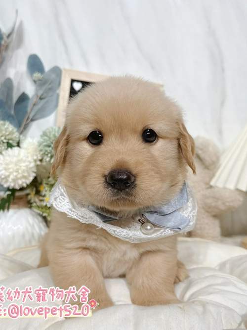 黃金獵犬-樂芙幼犬寵物犬舍