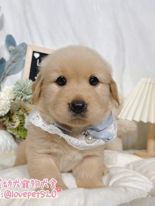 黃金獵犬-樂芙幼犬寵物犬舍
