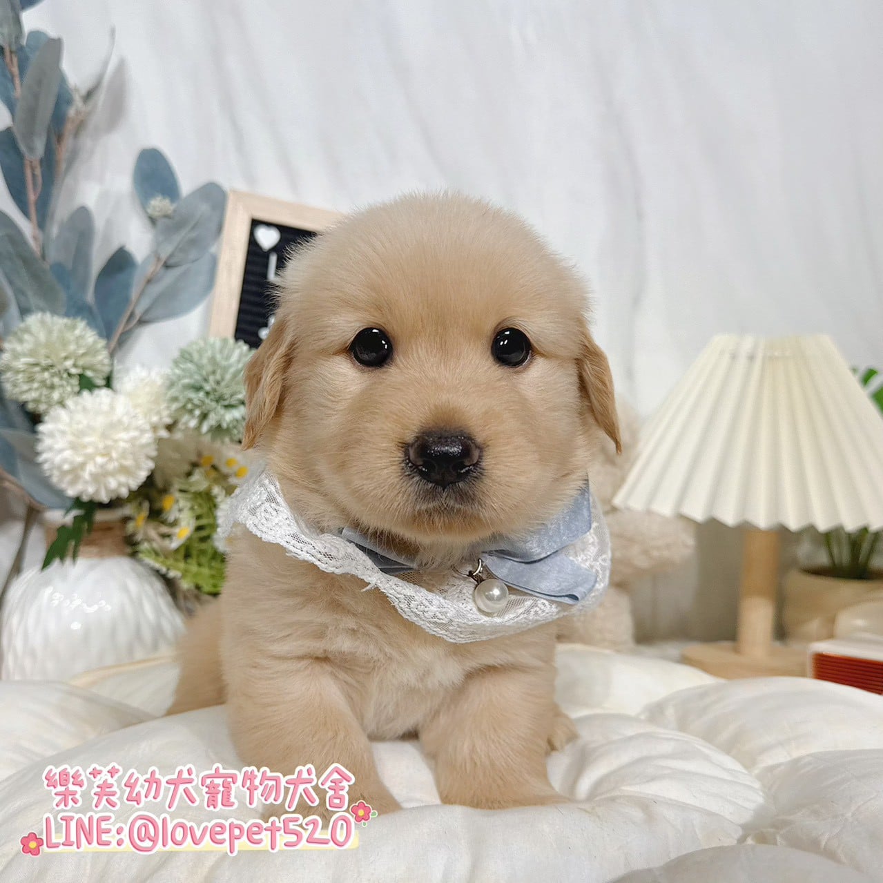 黃金獵犬-樂芙幼犬寵物犬舍