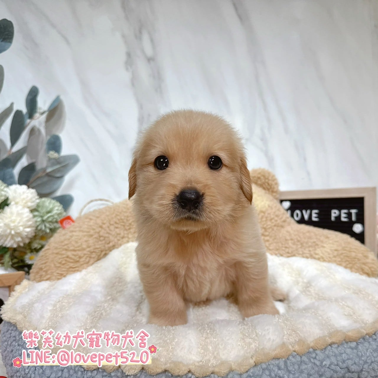 黃金獵犬-樂芙幼犬寵物犬舍