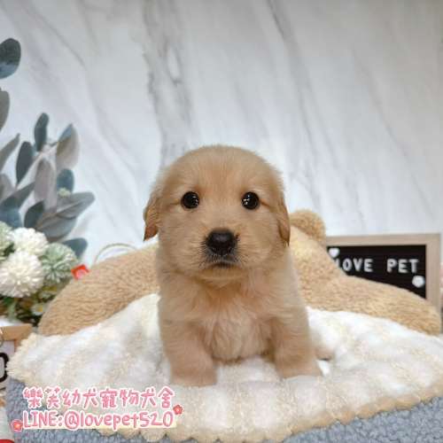 樂芙幼犬寵物犬舍-黃金獵犬幼犬,黃金獵犬價格,黃金獵犬犬舍,黃金獵犬買賣,黃金獵犬推薦