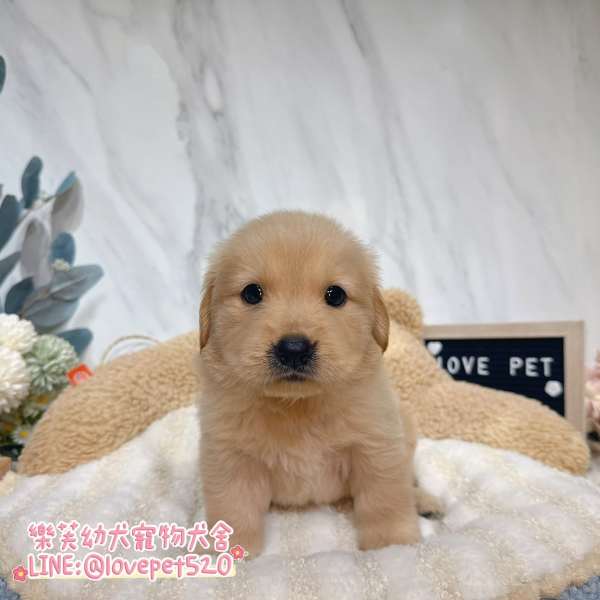 黃金獵犬-樂芙幼犬寵物犬舍-台中犬舍,合法犬舍,犬舍推薦,幼犬買賣,買狗推薦