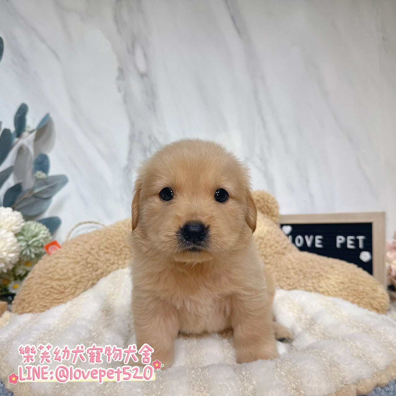黃金獵犬-樂芙幼犬寵物犬舍