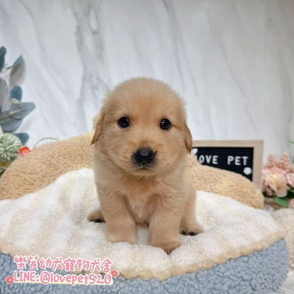 黃金獵犬-樂芙幼犬寵物犬舍-台中犬舍,合法犬舍,犬舍推薦,幼犬買賣,買狗推薦