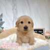 黃金獵犬-樂芙幼犬寵物犬舍