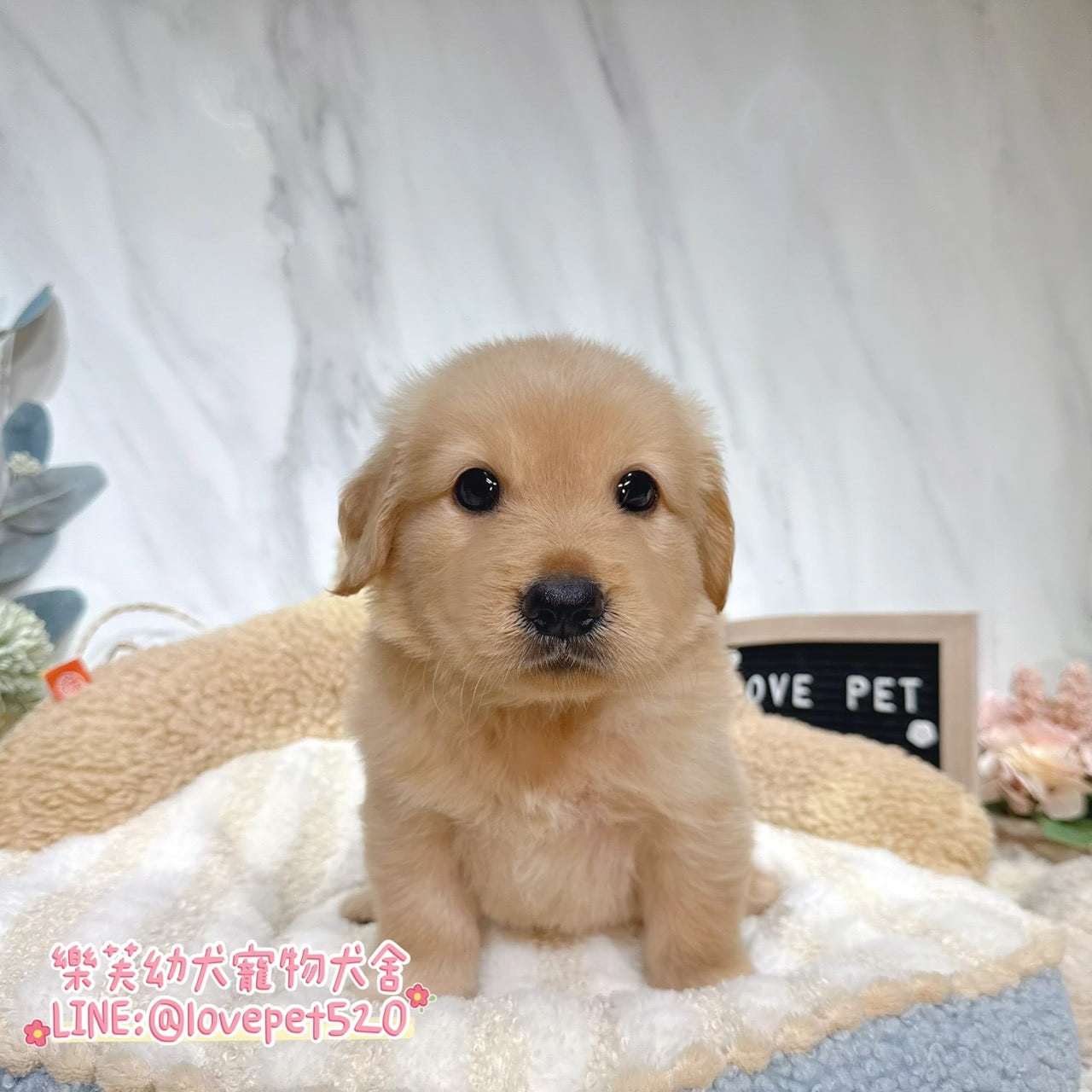 黃金獵犬-樂芙幼犬寵物犬舍