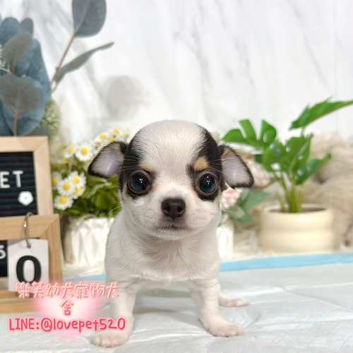 吉娃娃幼犬-樂芙犬舍