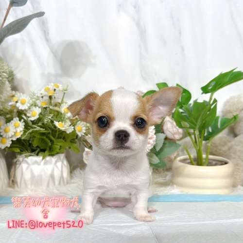 吉娃娃幼犬-樂芙犬舍