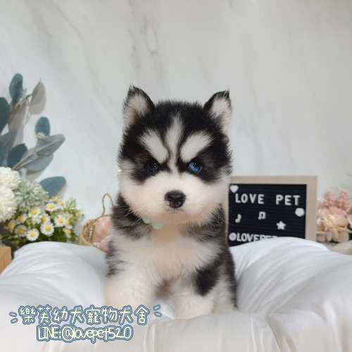 哈士奇-樂芙幼犬寵物犬舍-台中犬舍,合法犬舍,犬舍推薦,幼犬買賣,買狗推薦