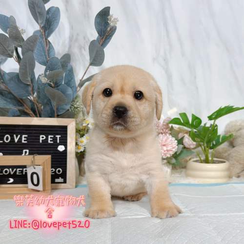 拉布拉多幼犬-樂芙犬舍