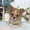 吉娃娃-樂芙幼犬寵物犬舍