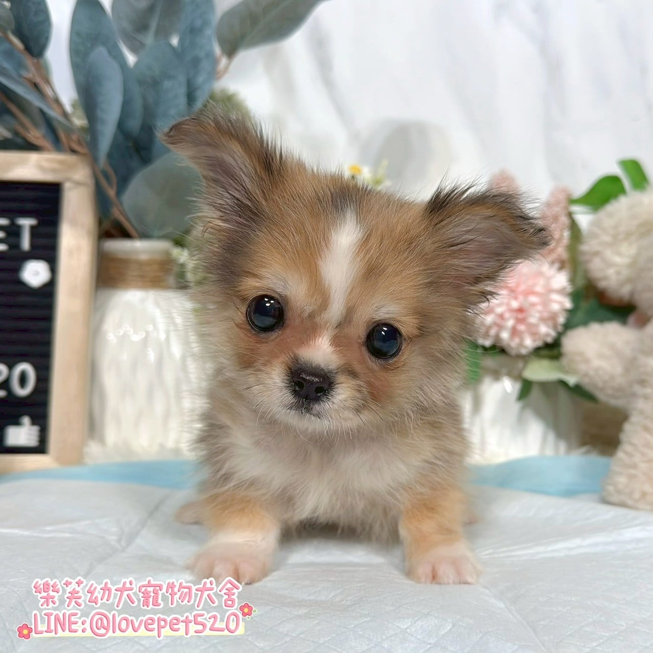 吉娃娃-樂芙幼犬寵物犬舍