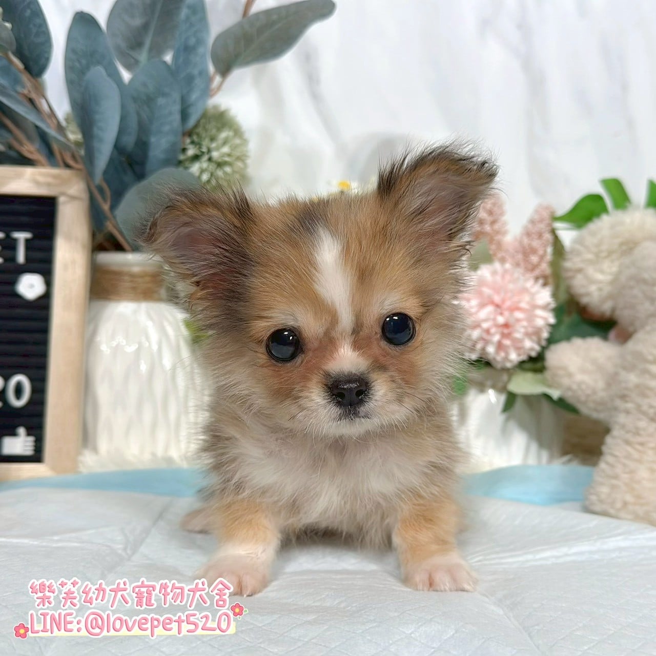 吉娃娃-樂芙幼犬寵物犬舍