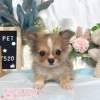 吉娃娃-樂芙幼犬寵物犬舍