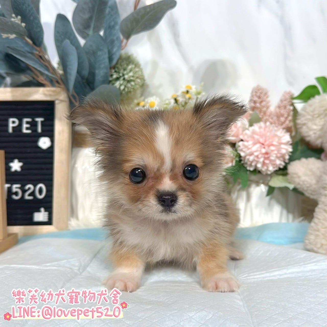 吉娃娃-樂芙幼犬寵物犬舍