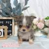 吉娃娃-樂芙幼犬寵物犬舍
